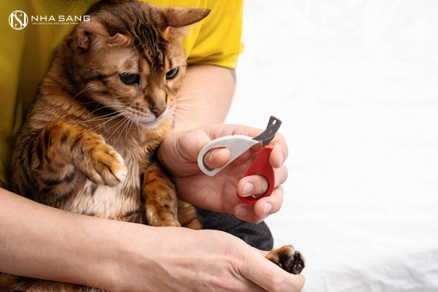 Gợi Ý Sàn Gỗ Cho Nhà Nuôi Thú Cưng Vừa Đẹp Vừa Chống Trơn Trượt